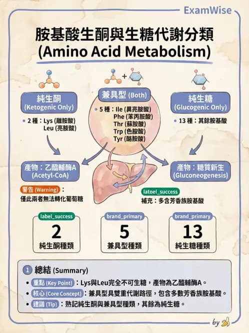 醫檢師 - 胺基酸代謝與先天性疾病 - AI 圖文解析預覽