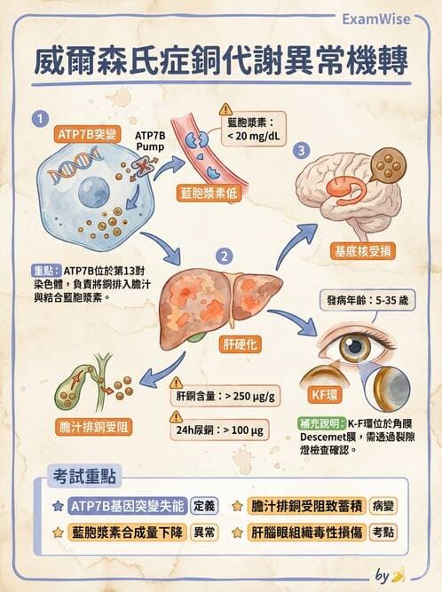 醫檢師 - 電解質與微量元素 - AI 圖文解析預覽