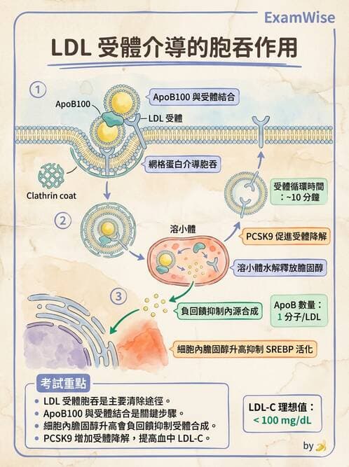 醫檢師 - 脂蛋白分類與臨床應用 - AI 圖文解析預覽