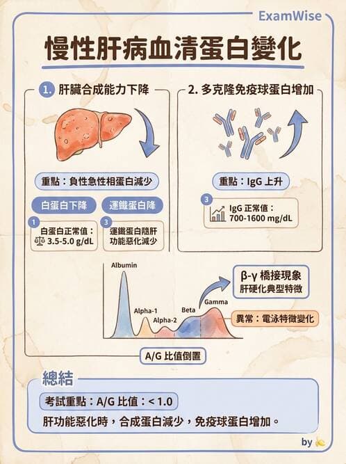 醫檢師 - 肝臟機能與胰臟酵素 - AI 圖文解析預覽
