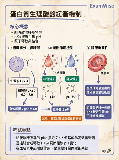 醫檢師 - 血液氣體分析及酸鹼平衡 - AI 圖文解析預覽