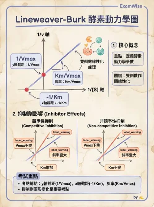 醫檢師 - 臨床酵素學基礎 - AI 圖文解析預覽