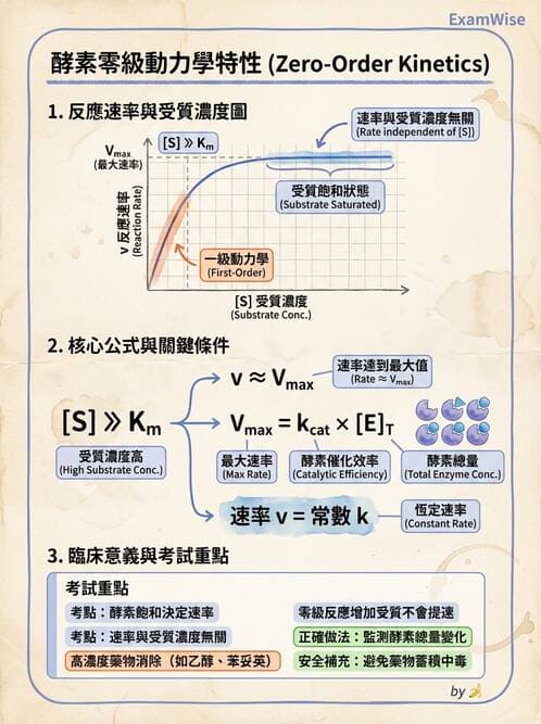 醫檢師 - 臨床酵素學基礎 - AI 圖文解析預覽