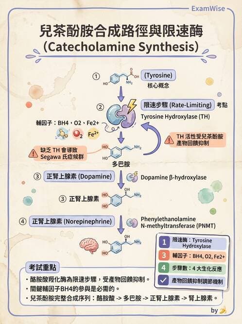 醫檢師 - 腎上腺與生殖內分泌 - AI 圖文解析預覽