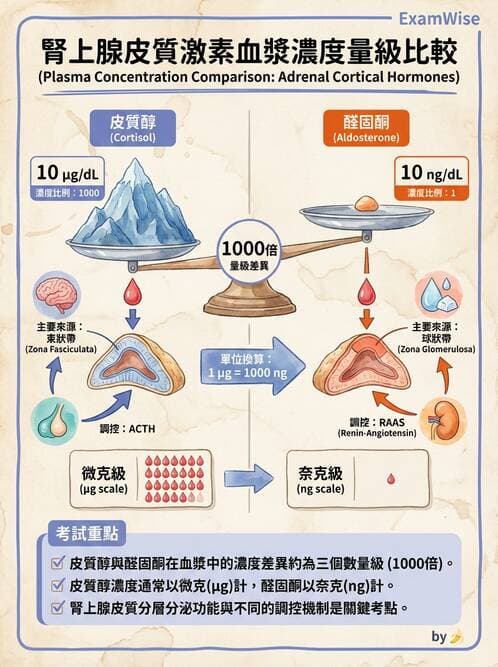 醫檢師 - 腎上腺與生殖內分泌 - AI 圖文解析預覽