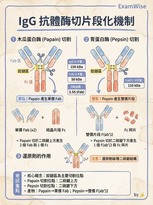 醫檢師 - 免疫球蛋白與抗體 - AI 圖文解析預覽