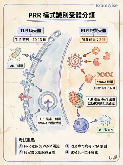 醫檢師 - 先天免疫與補體系統 - AI 圖文解析預覽