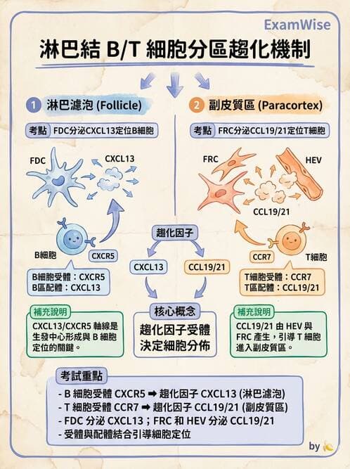 醫檢師 - B細胞發育與抗體生成 - AI 圖文解析預覽