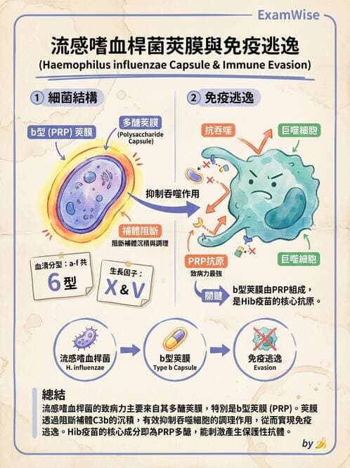 醫檢師 - 急性發炎蛋白與微生物感染血清學 - AI 圖文解析預覽