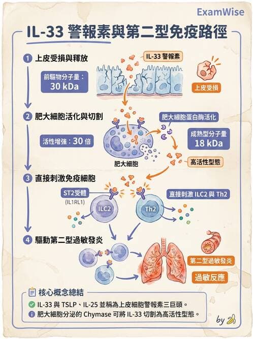 醫檢師 - 過敏反應及測試法 - AI 圖文解析預覽