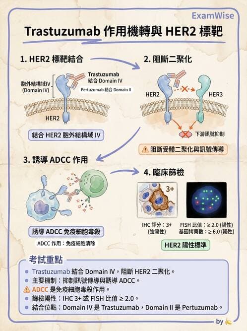 醫檢師 - 腫瘤免疫學免疫療法及疫苗 - AI 圖文解析預覽
