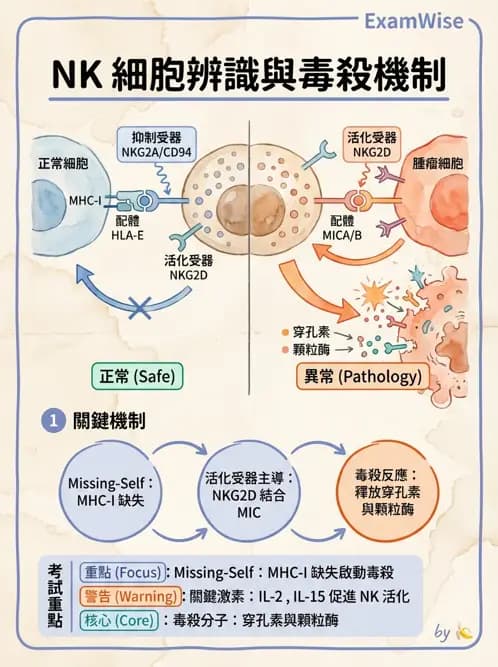 醫檢師 - 腫瘤免疫學免疫療法及疫苗 - AI 圖文解析預覽
