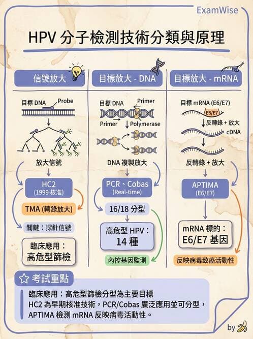 醫檢師 - 人類乳突病毒 - AI 圖文解析預覽