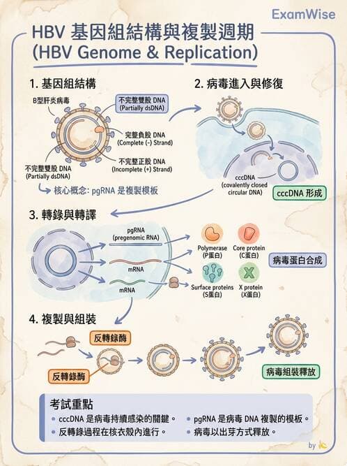 醫檢師 - B型肝炎病毒 - AI 圖文解析預覽