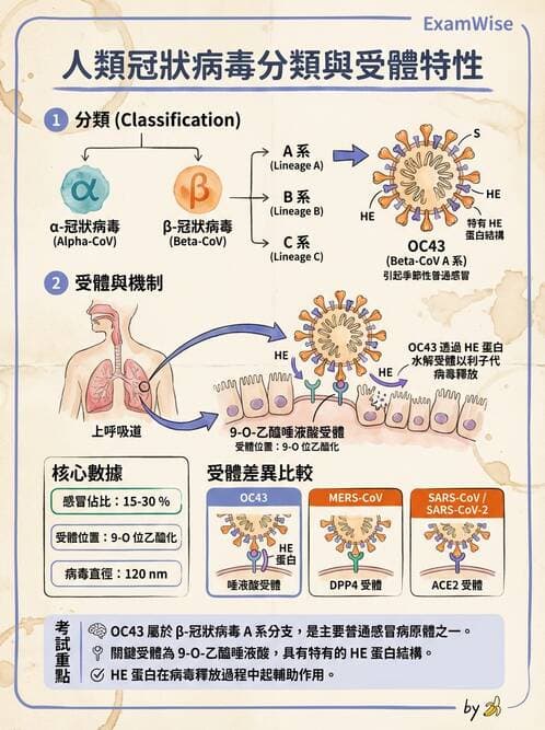 醫檢師 - 冠狀病毒科 - AI 圖文解析預覽
