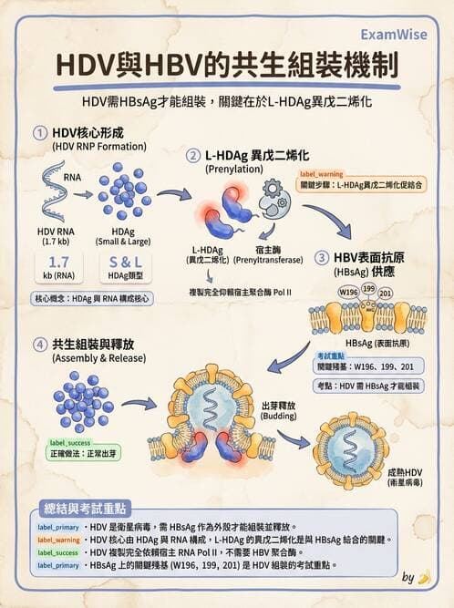 醫檢師 - B型肝炎病毒 - AI 圖文解析預覽