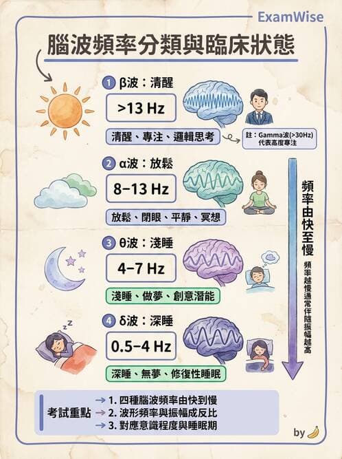 醫檢師 - 腦電圖檢查 - AI 圖文解析預覽