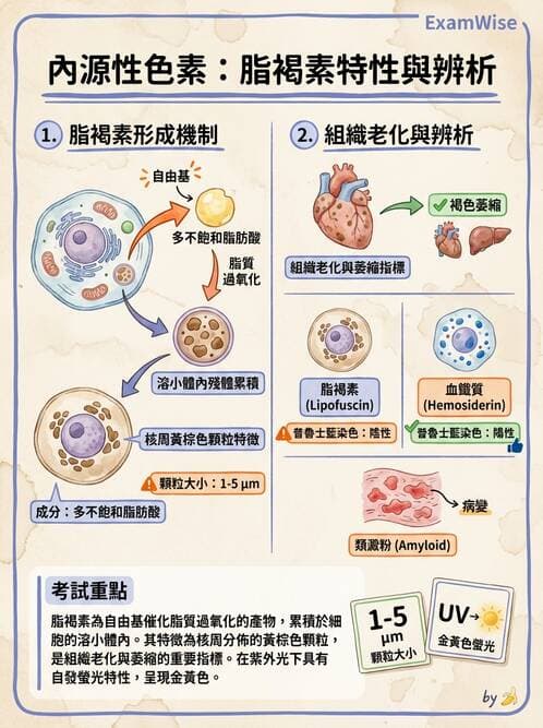 醫檢師 - 細胞傷害、發炎與修復 - AI 圖文解析預覽