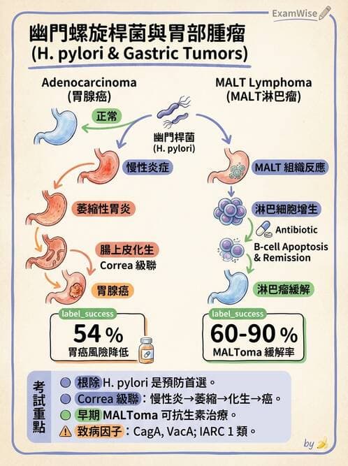 醫檢師 - 腫瘤概論 - AI 圖文解析預覽
