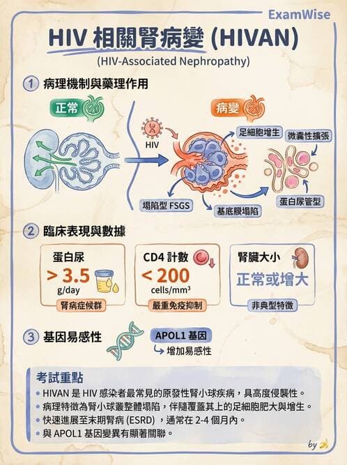 醫檢師 - 腎臟泌尿及男性生殖疾病 - AI 圖文解析預覽