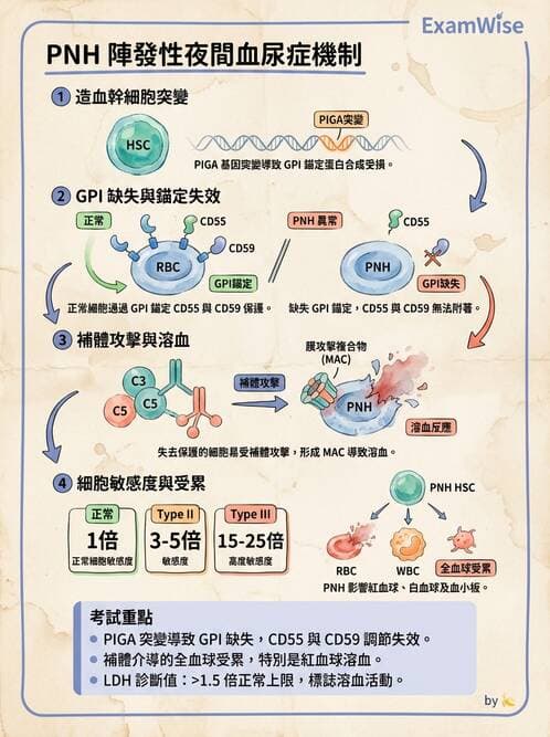 醫檢師 - 溶血性貧血與血色素病變 - AI 圖文解析預覽