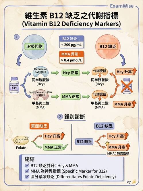 醫檢師 - 貧血診斷與營養缺乏性貧血 - AI 圖文解析預覽