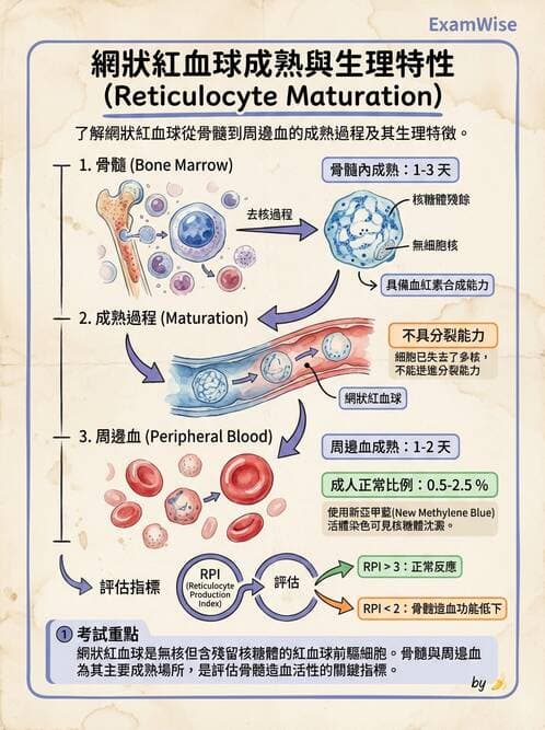 醫檢師 - 紅血球生理與形態 - AI 圖文解析預覽