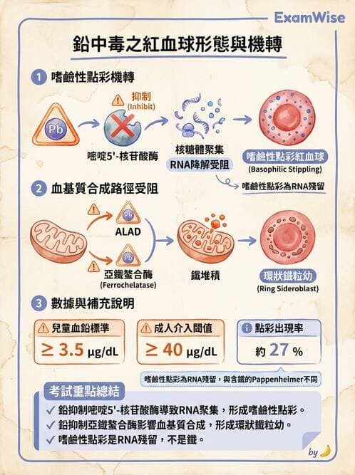 醫檢師 - 貧血診斷與營養缺乏性貧血 - AI 圖文解析預覽