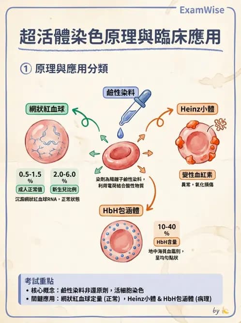 醫檢師 - 紅血球生理與形態 - AI 圖文解析預覽