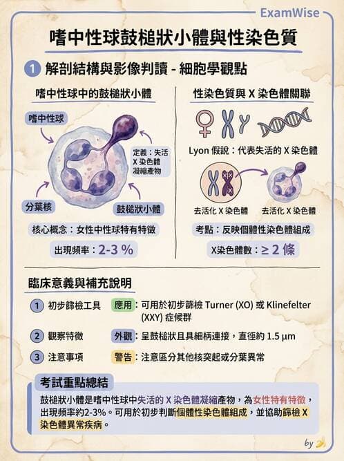 醫檢師 - 白血球生理與形態 - AI 圖文解析預覽