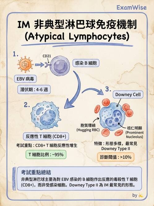 醫檢師 - 白血球生理與形態 - AI 圖文解析預覽