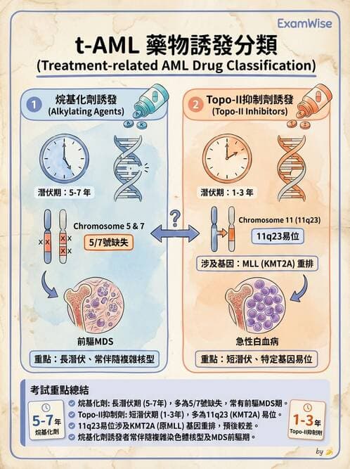 醫檢師 - 急性白血病 - AI 圖文解析預覽