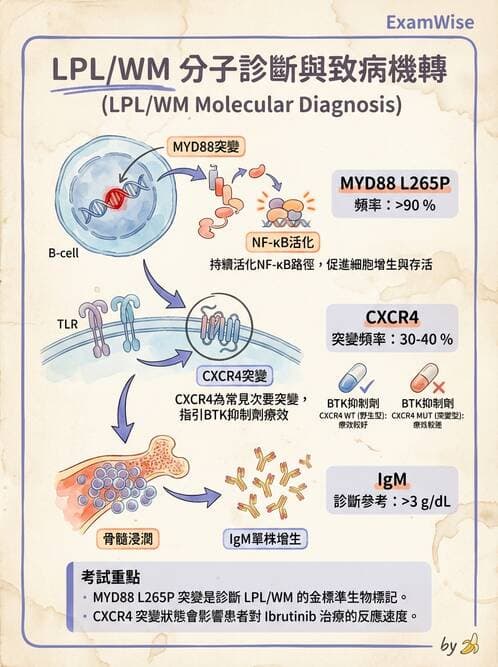 醫檢師 - 淋巴瘤、漿細胞疾病與白血球異常 - AI 圖文解析預覽