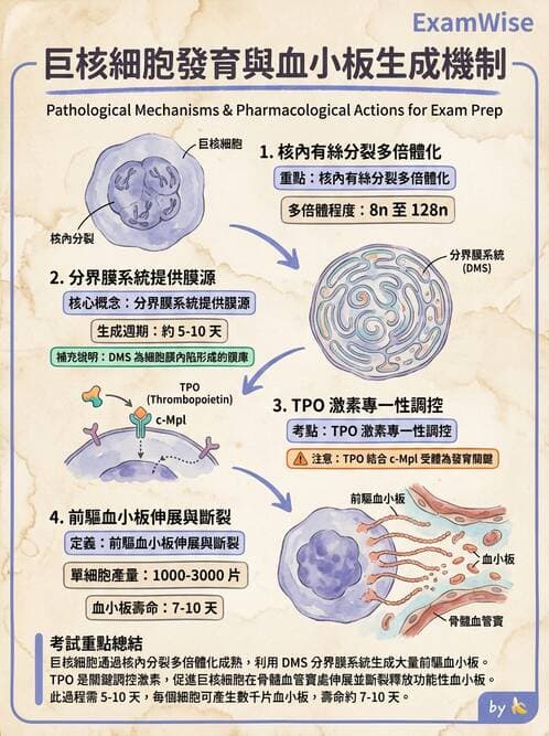醫檢師 - 血小板與止血生理 - AI 圖文解析預覽