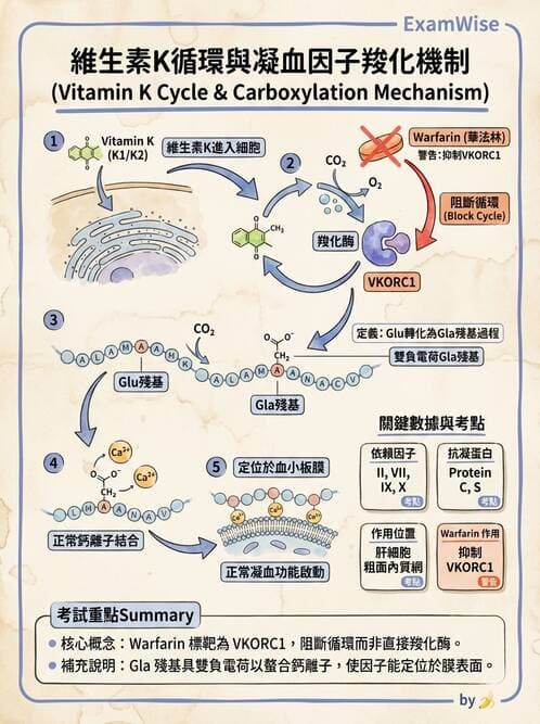 醫檢師 - 凝血因子與凝血檢驗 - AI 圖文解析預覽