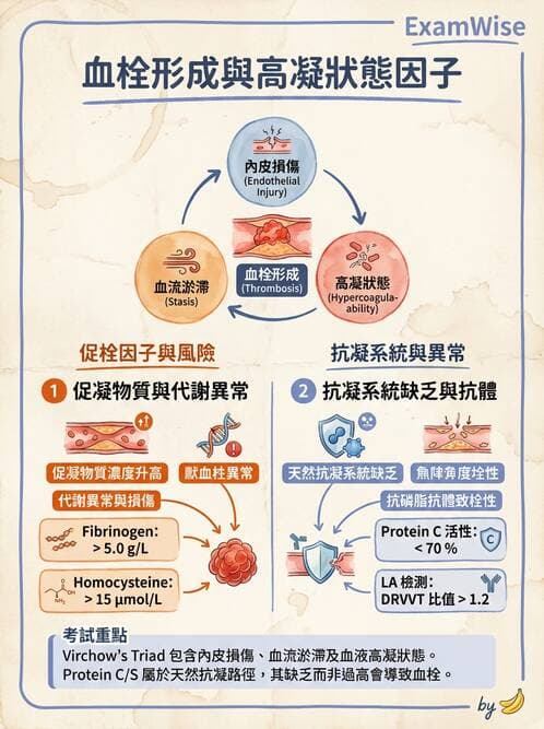 醫檢師 - 血栓性疾病與抗凝治療監測 - AI 圖文解析預覽