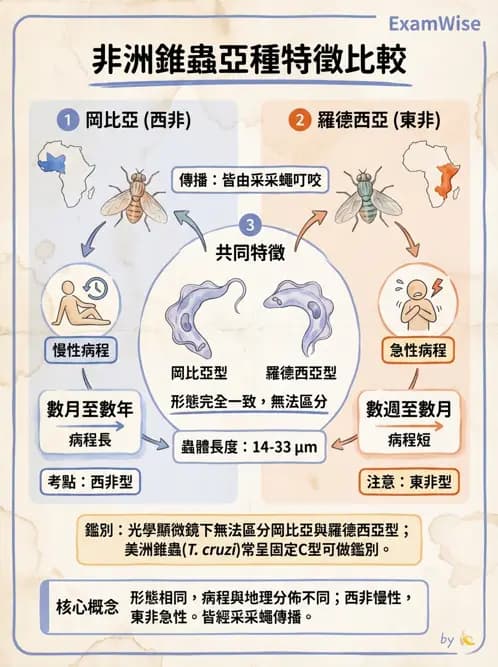 醫檢師 - 寄生蟲檢查-原蟲類 - AI 圖文解析預覽