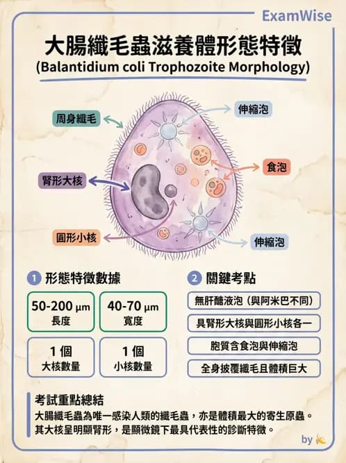醫檢師 - 寄生蟲檢查-原蟲類 - AI 圖文解析預覽