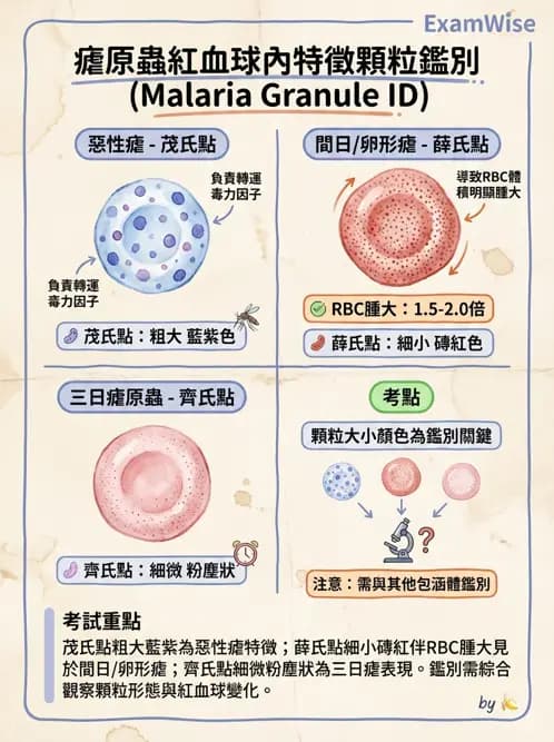 醫檢師 - 寄生蟲檢查-原蟲類 - AI 圖文解析預覽