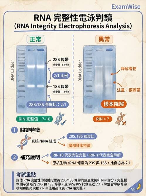 醫檢師 - 核酸擴增與萃取技術 - AI 圖文解析預覽