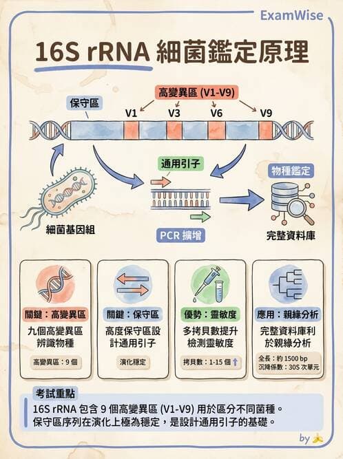 醫檢師 - 分子鑑定與應用技術 - AI 圖文解析預覽