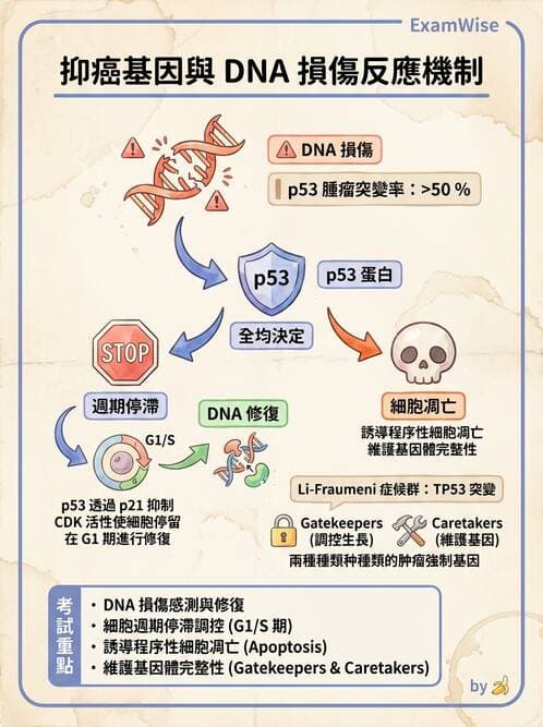 醫檢師 - 腫瘤疾病基因檢測 - AI 圖文解析預覽