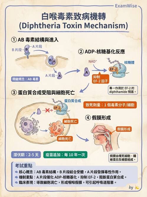 醫檢師 - 鏈球菌與其他革蘭氏陽性桿菌 - AI 圖文解析預覽