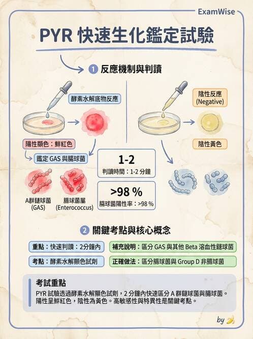 醫檢師 - 鏈球菌與其他革蘭氏陽性桿菌 - AI 圖文解析預覽
