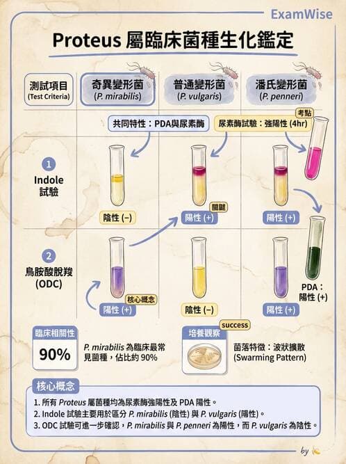 醫檢師 - 其他腸內菌科 - AI 圖文解析預覽