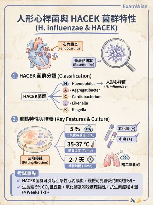 醫檢師 - 奈瑟菌與挑剔性革蘭氏陰性菌 - AI 圖文解析預覽