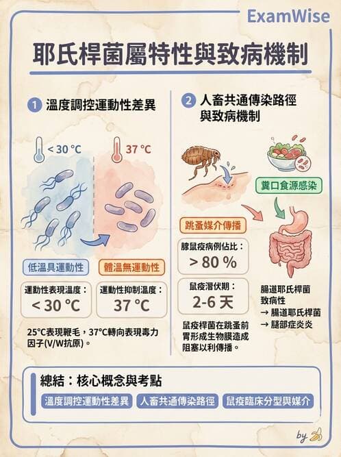醫檢師 - 腸內菌鑑別方法與培養基 - AI 圖文解析預覽