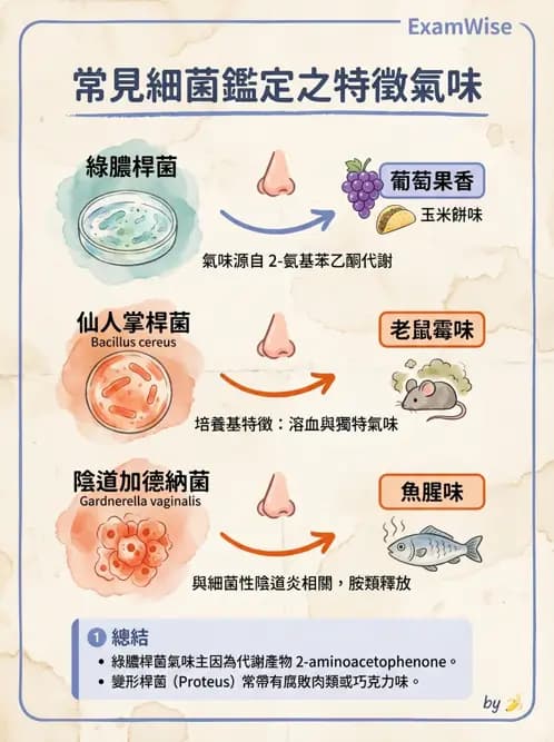 醫檢師 - 其他腸內菌科 - AI 圖文解析預覽