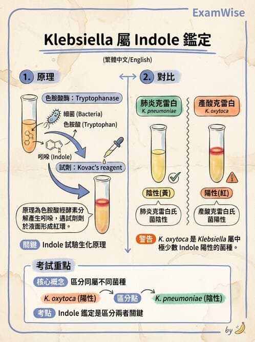 醫檢師 - 其他腸內菌科 - AI 圖文解析預覽