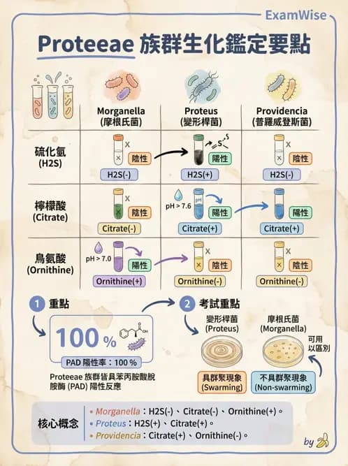 醫檢師 - 其他腸內菌科 - AI 圖文解析預覽